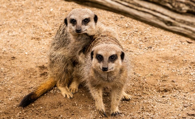 Meerkats at Bristol Zoo Project April 2024 - Credit Charlotte Harris