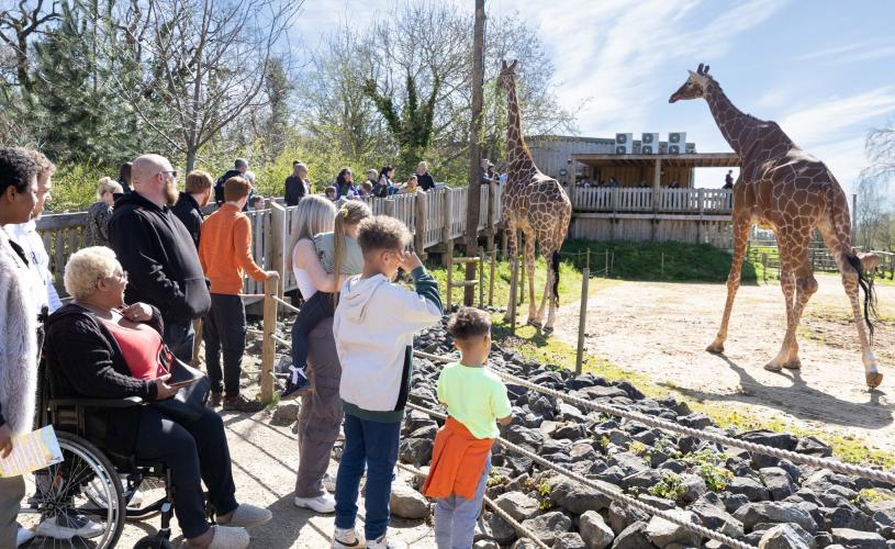 Families looking at giraffes at Bristol Zoo Project - credit Bristol Zoo Project