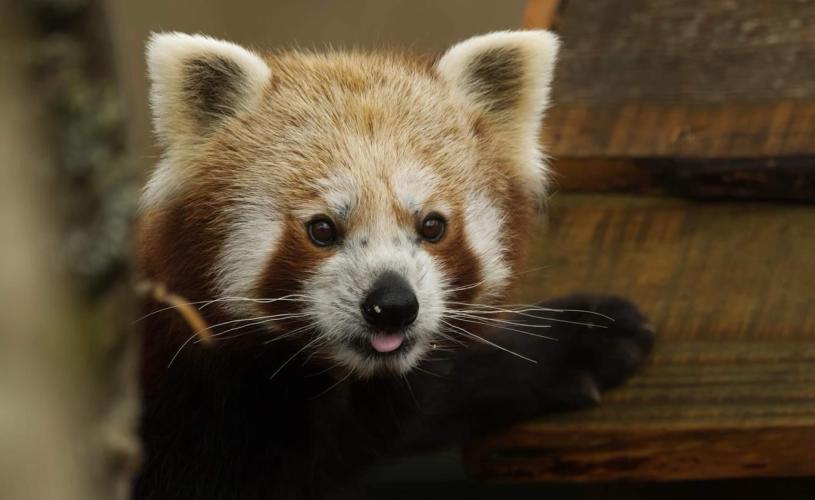 Red panda at Bristol Zoo Project - Credit Katie Horrocks  @kh_zoo_photography