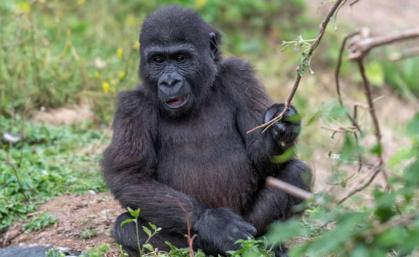 Western lowland gorilla