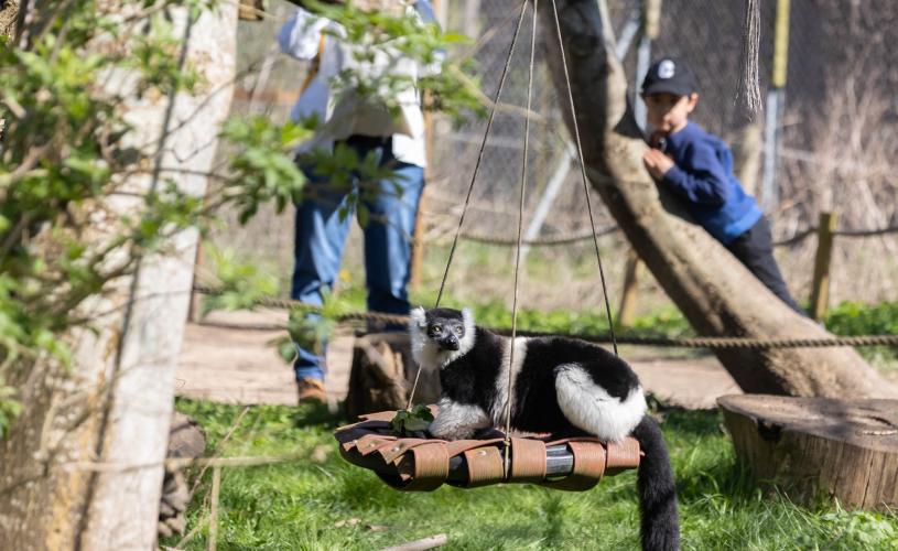White ruffled lemur at Bristol Zoo Project - credit Bristol Zoo Project