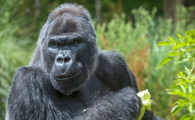 Lowland gorilla at Bristol Zoo Project - credit Bristol Zoo Project
