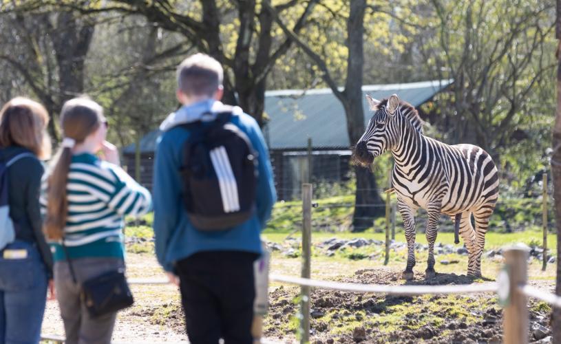 Family watching zebra at Bristol Zoo Project - credit Bristol Zoo Project