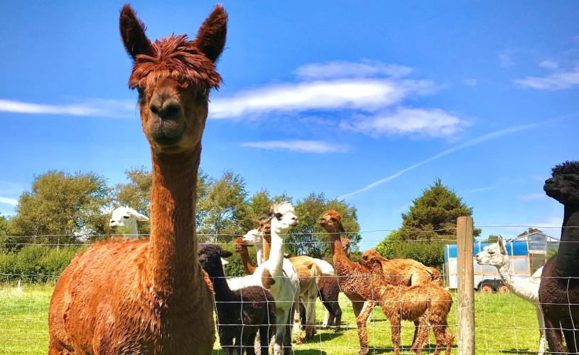 Alpacas at Cadbury Alpacas