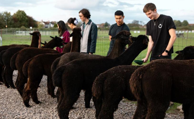 Group feeding alpacas at Wolfridge Alpaca Farm in Alveston, South Gloucestershire - credit Wolfridge Alpaca Farm