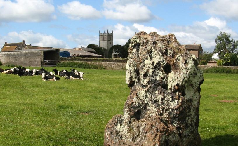 Stanton Drew Stone Circle with cows in background