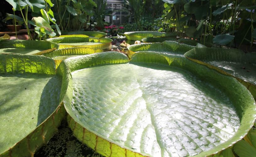 The tropical pool at the University of Bristol Botanic Garden, credit University of Bristol Botanic Garden