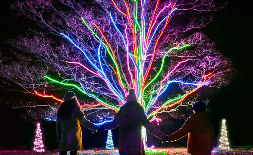 Neon Tree at Westonbirt Arboretum by Culture Creative  - credit Sony Music