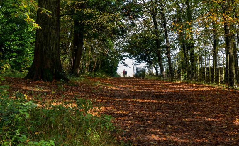 A woodland path with brown leaves covering the ground. Trees line both sides of the path, and an iron fence is on the right side of the path - credit Bristol Design