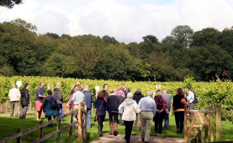 Vineyard tour at Aldwick Estate in North Somerset, near Bristol - credit Aldwick Estate