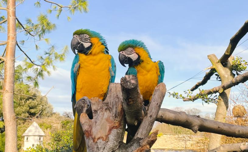 Two macaw parrots on a branch at Old Down Country Park - credit Old Down Country Park