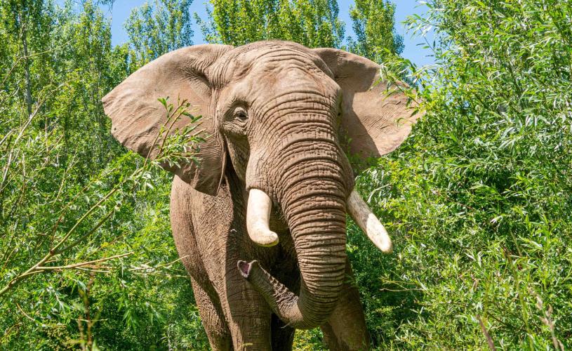 Shaka the African Bull Elephant at Noah's Ark Zoo Farm - Credit Noah's Ark Zoo Farm