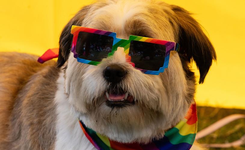 Dog in rainbow sunglasses