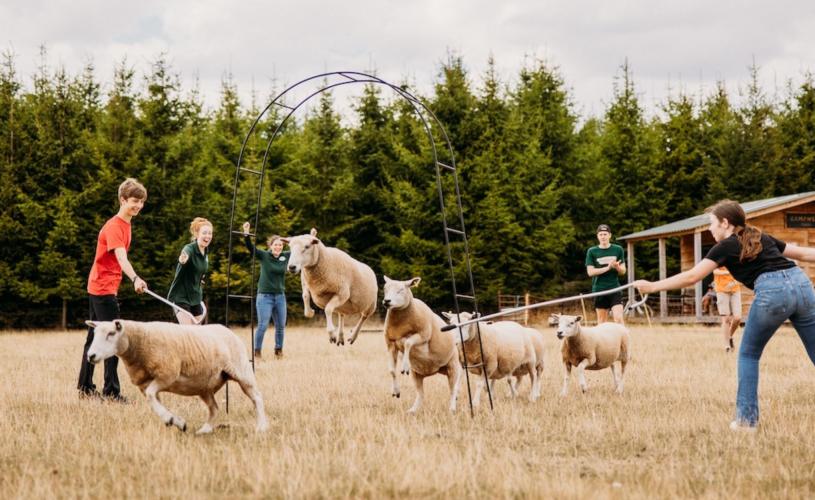 Teenagers dong sheep herding experience - credit Yuup