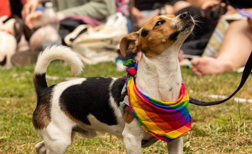 Bristol Pride Dog Show credit Proper Job Productions
