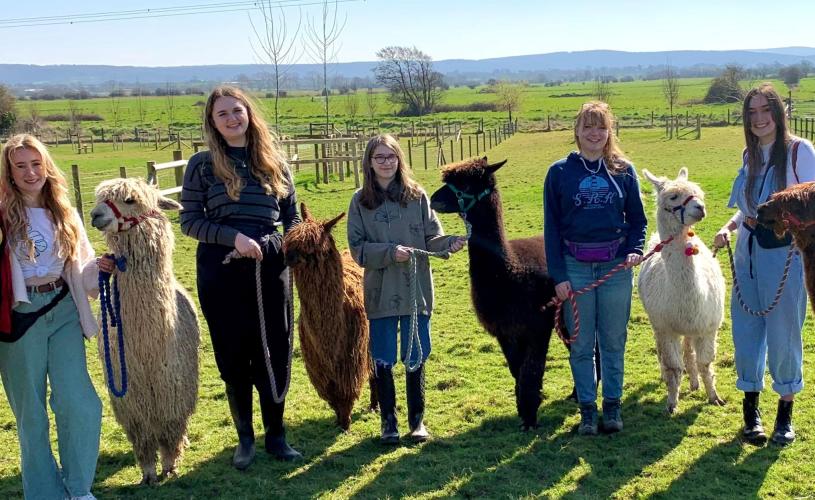 People standing with alpacas at Cadbury Alpacas
