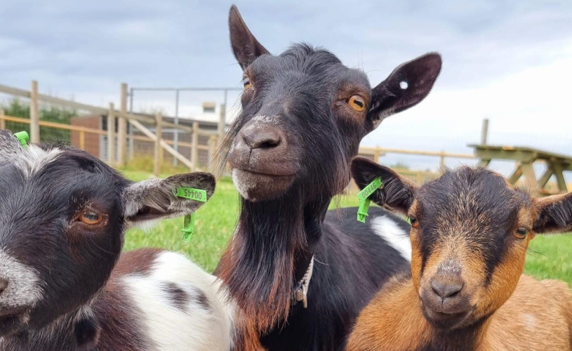 Goats at Chew Valley Animal Park in the village of Chew Magna, near Bristol - credit Chew Valley Animal Park