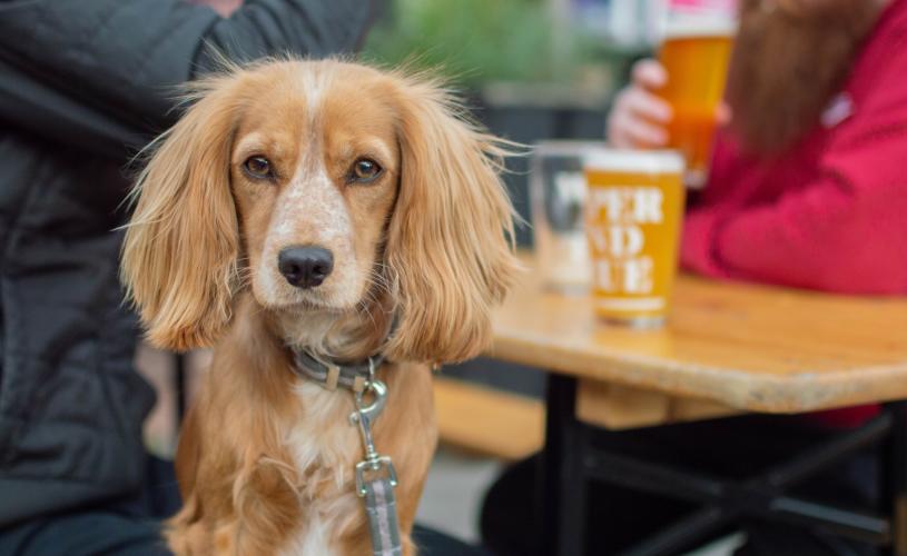 Dog sat next to table