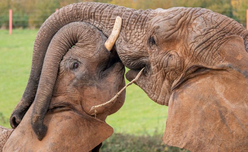 Elephants at Noah's Ark Zoo Farm near Bristol - credit Noah's Ark Zoo Farm