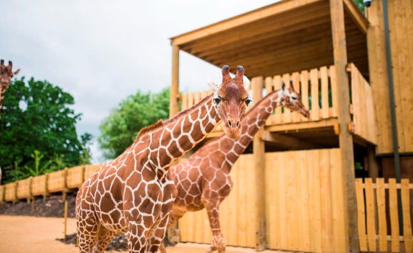 Giraffes at Bristol Zoo Project - © Andre Pattenden