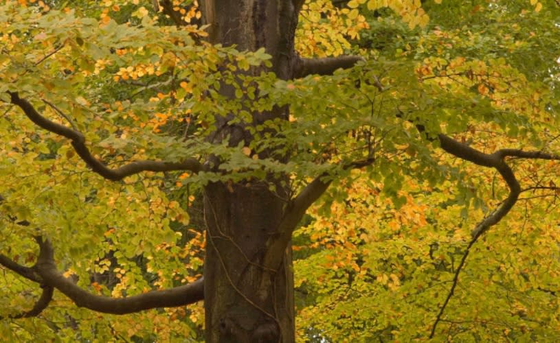 Tree in Ashton Hill - credit Forestry England
