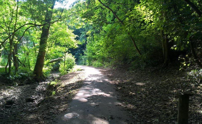 Trees and path in Badock's Wood - credit Bristol Walk Fest