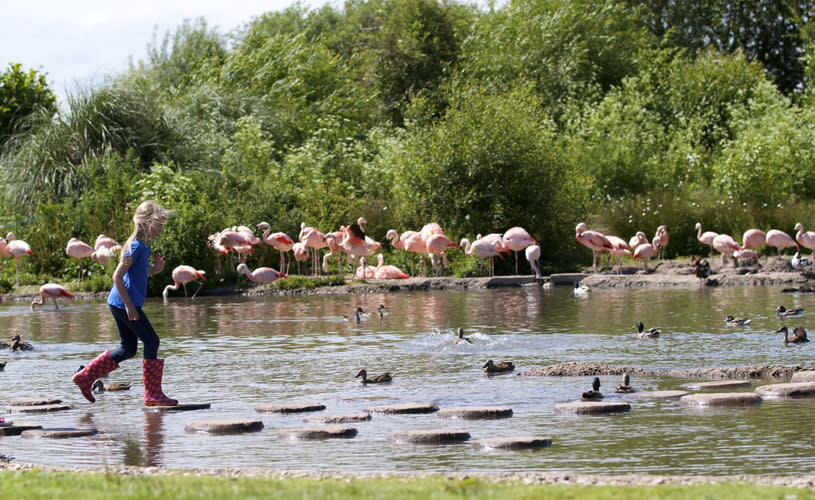 Stepping Stones at WWT Slimbridge Wetland Centre. Credit WWT