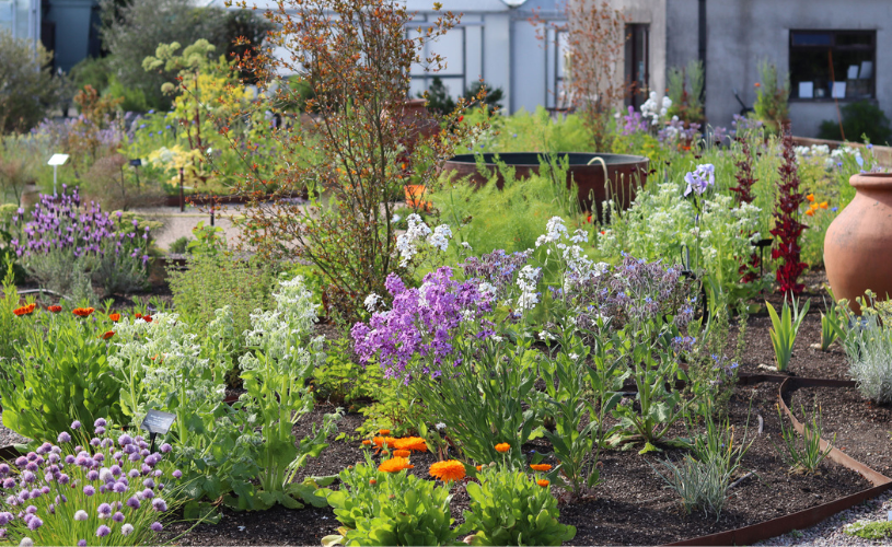 Various herbs growing at Jekka's Herb Garden near Bristol - credit Jekka's Herb Garden