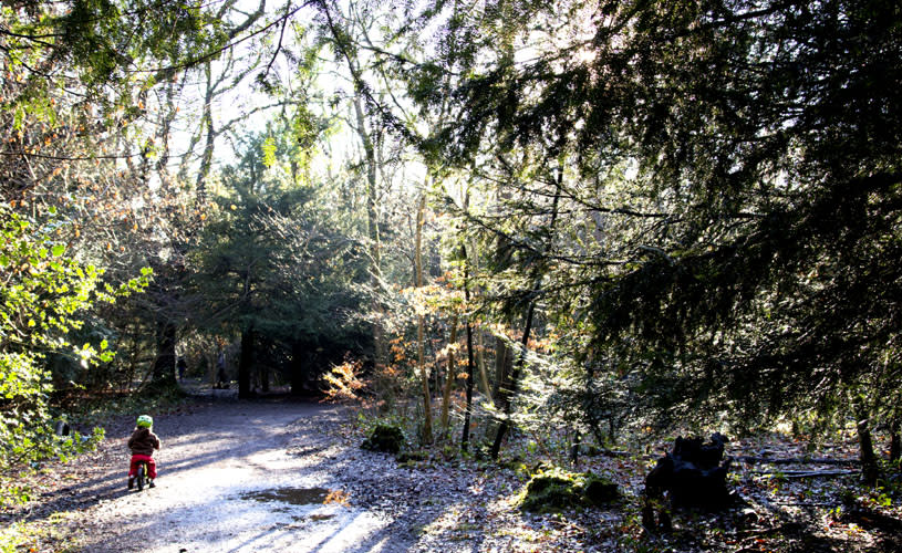 Child cycling in Leigh Woods during autumn in Bristol - credit Paul Box