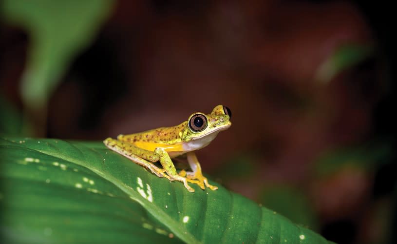 Lemur Leaf Frog at Bristol Zoo Gardens - credit Adam Davis