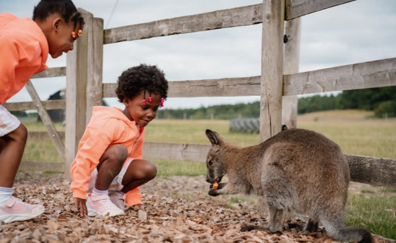 2 children wearing orange jackets crouching down next to a Wallabie eating a carrot at Longleat