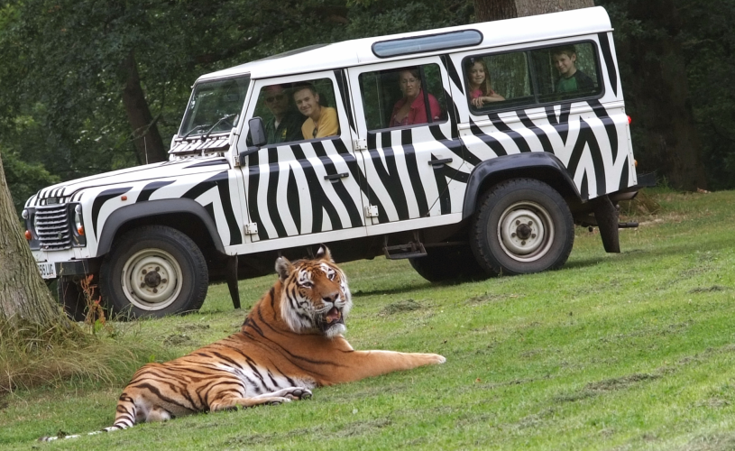 A family on a guided drive-through safari tour looking at a tiger from inside a Land Rover at Longleat Safari Park in Wiltshire, near Bristol - credit Longleat