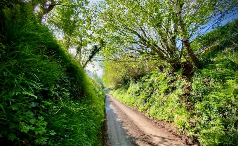 A country lane in Portbury, near Bristol