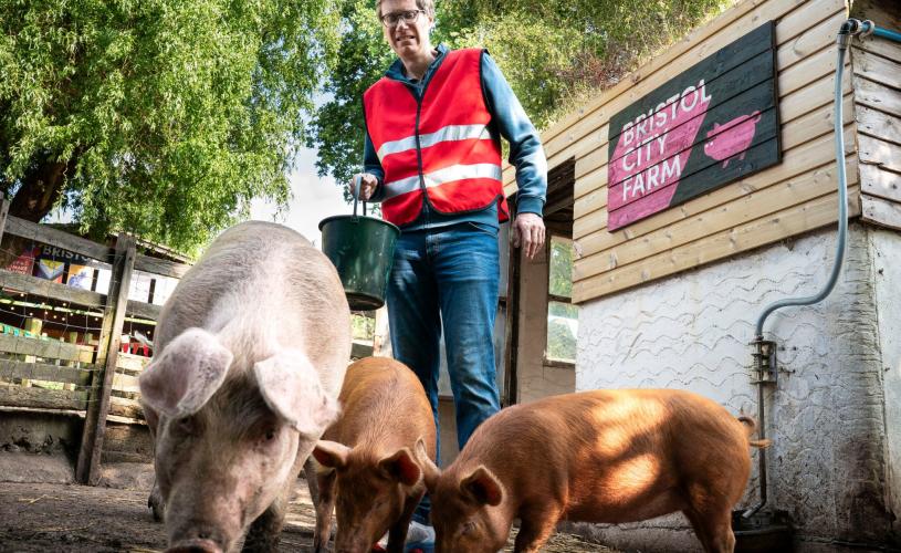 Stephen Merchant with the pigs at Bristol City Farm