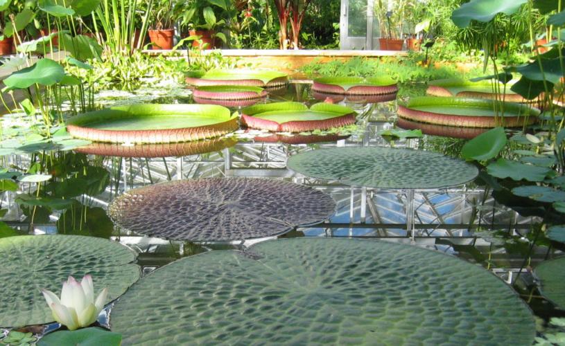 The tropical pool at the University of Bristol Botanic Garden, credit University of Bristol Botanic Garden