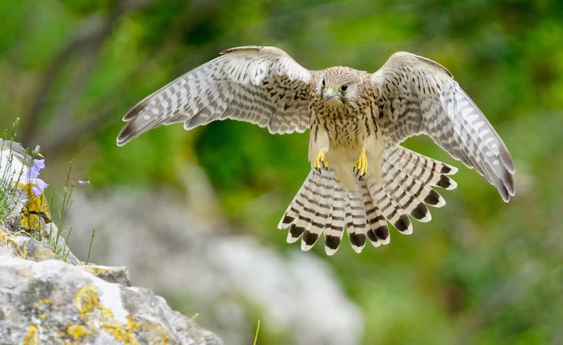 Kestrel hovering over rocks - credit Kathi Held