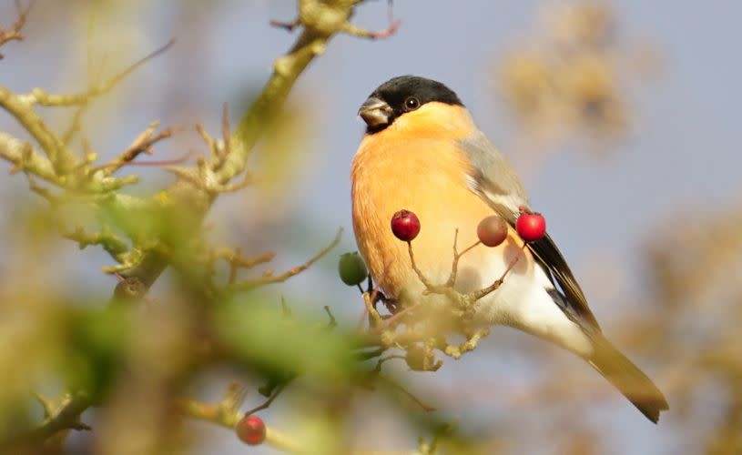 Bullfinch on branch - credit Kathi Held