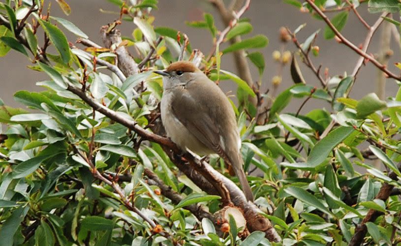 Female blackcap on branch - credit Denice Stout