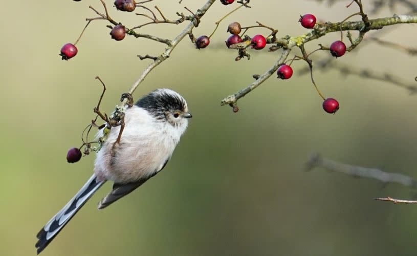 Long tailed tit on branch - credit Kathi Held
