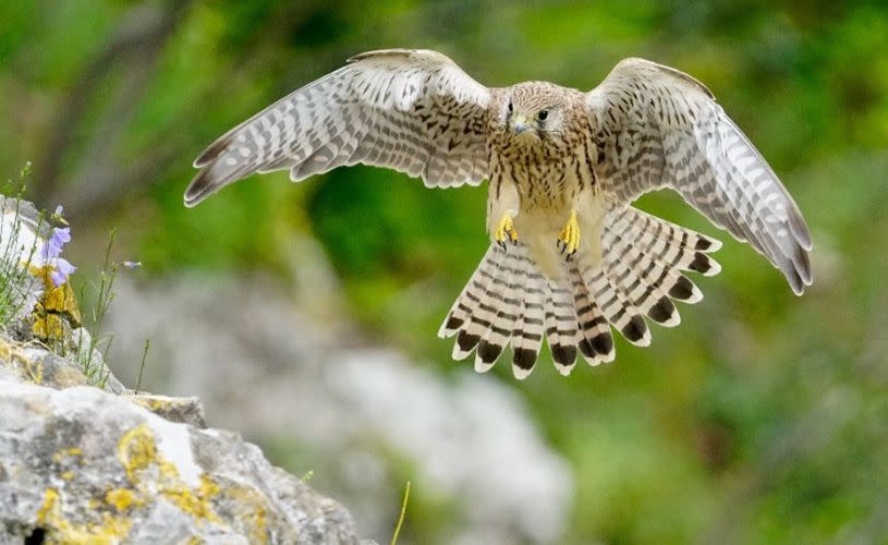 Kestrel hovering over rocks - credit Kathi Held