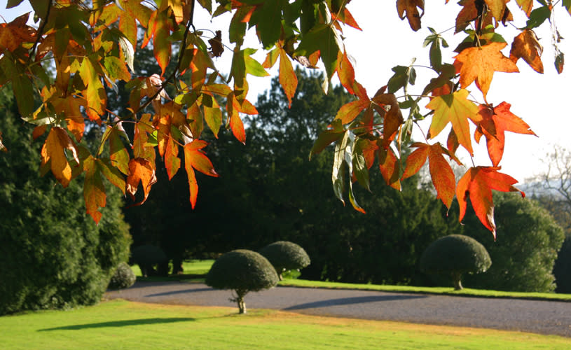 Tyntesfield autumn colour - credit Chris Watts