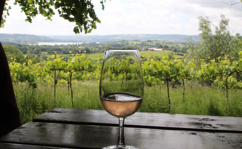 Glass of wine in vineyard in North Somerset near Bristol - credit Visit West