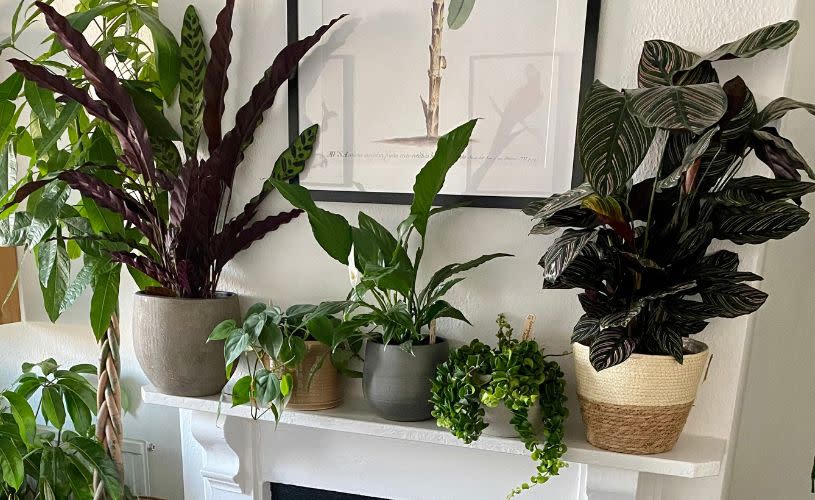 Plants on shelf - credit Fancy Plants