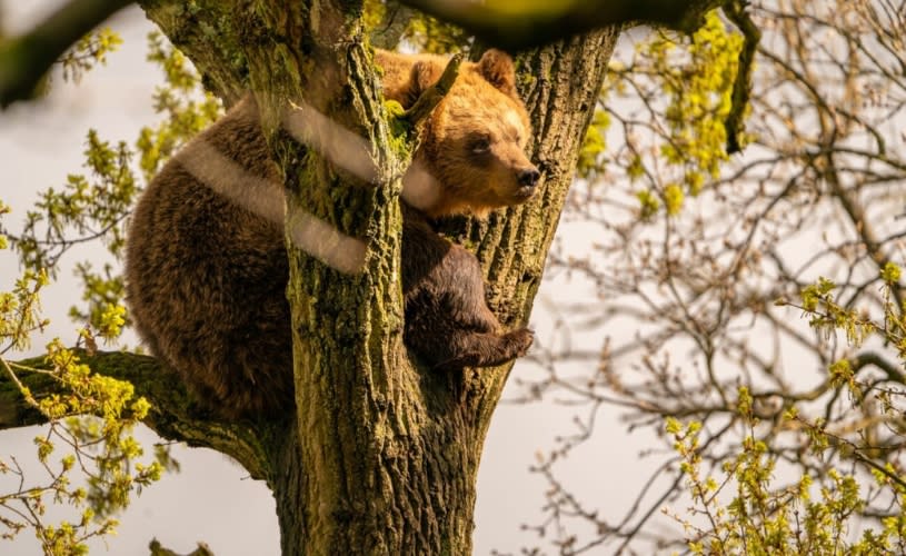 A bear sat in a tree at Bristol Zoo Project - Credit Charlotte Harris