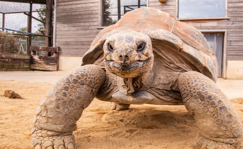 Giant tortoise at Noah's Ark Zoo Farm - Credit Noah's Ark Zoo Farm