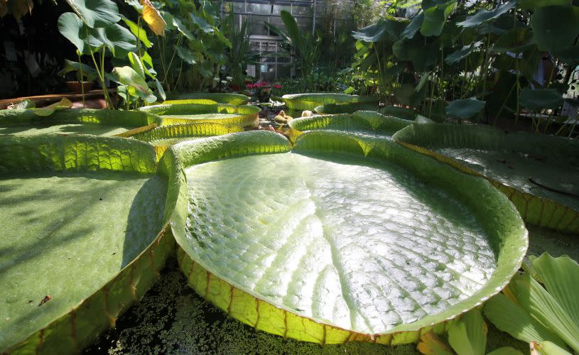 The giant Amazon waterlily at University of Bristol Botanic Garden