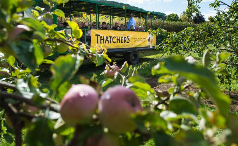 Tour group travelling around cider orchard at Myrtle Farm, near Bristol - credit Thatchers Cider