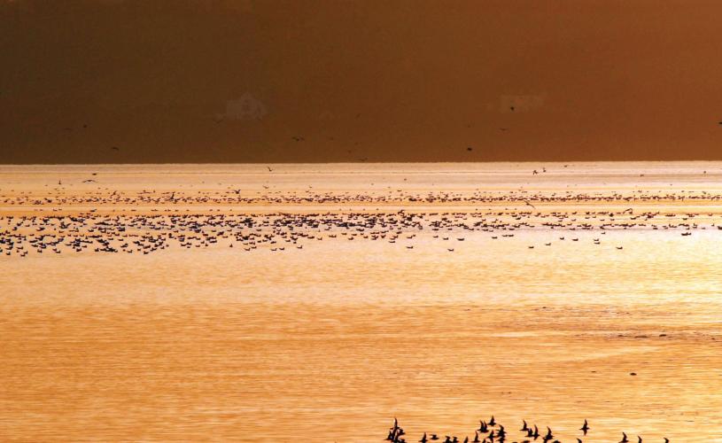 Waders on the Severn Estuary near Bristol -  Credit WWT and James Lees
