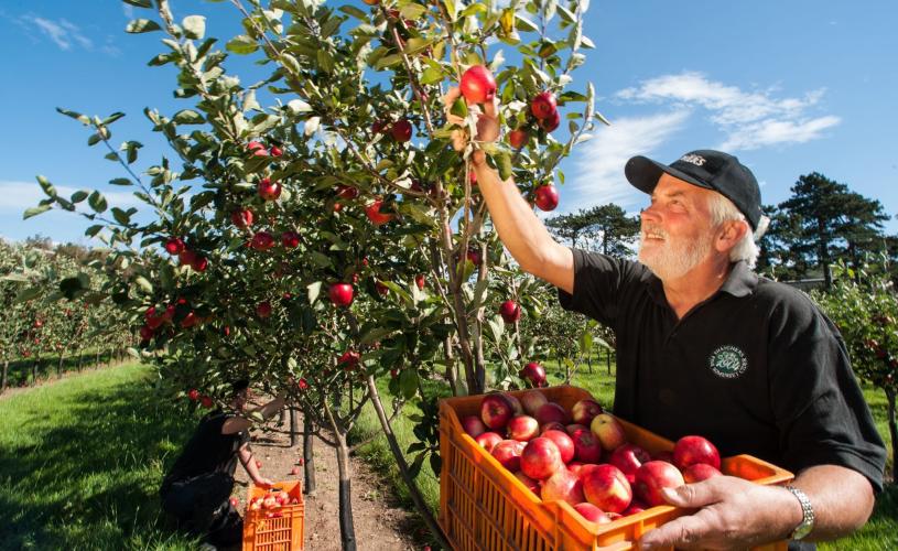 Man harvesting apples at the Thatchers Cider orchard in Myrtle Farm, near Bristol - credit Thatchers Cider
