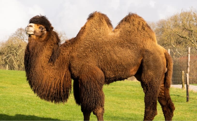 A side on view of a camel at Noah's Ark Zoo Farm - Credit Charlotte Harris